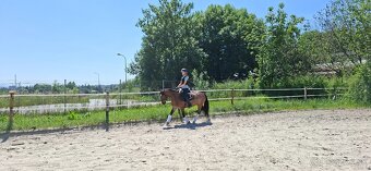 Predám 10 ročnú welsh cob kobylu - 16