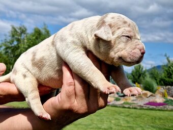 American Bully XL XXL - 16