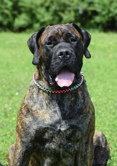 búrský buldok- boerboel-feny-1 rok , HD A, ED 0/0, OCD- neg - 16