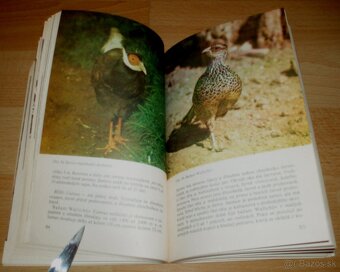 Bažanti a ostatní hrabaví - 16