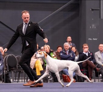 Anglický pointer, english pointer, stavač - 16