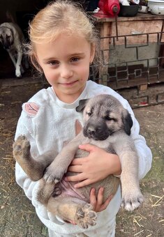 KANGAL - štěňata již K ODBĚRU, iba sučky - 16