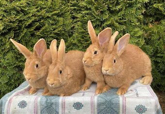 Burgundské králiky, viedenská modra - 16