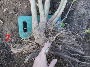 Rastliny na bonsaj, bonsai - IBIŠTEK SÝRSKY_2 - 16