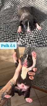 Americký stafordsirsky terier, Stafford, amstaf - 16