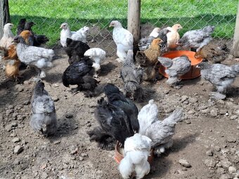 Araukany,  Ayam cemani, Brahmanky, Hodvábničky - 16