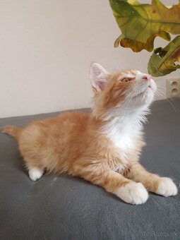 Maine coon - 16