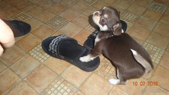 čivava krátkosrstá - 16