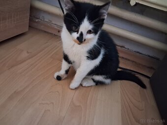 Darujem mačiatko - kocúrik - 16