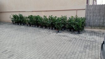 Tuja Smaragd, vavrínovec, červienka - Žilina - 16