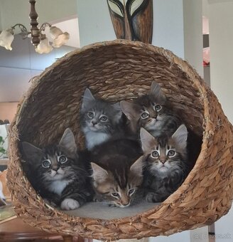 Mainská Mývalia mačka / Maine Coon - 16