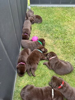 Cokoladovy labrador FCI s PP - 16