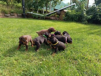 DOBERMAN - šteniatka - 16