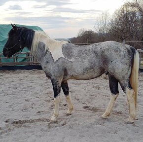 Quarter horse kobyla - 16
