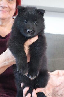 Belgický ovčiak groenendael FCI s PP po šampiónoch - 16