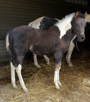 APH APHA PAINT HORSE ŽREBEC pripúšťanie - 16