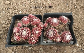 Skalné ruže (Sempervivum) - sadeničky - 16
