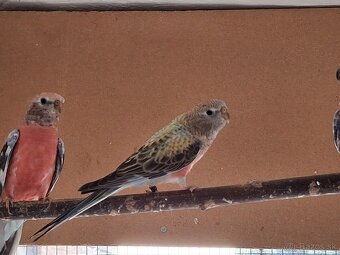 Neofema bourkova - 16