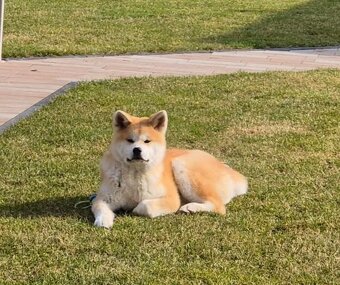 Akita inu s FCI rodokmeňom - plánovaný vrh - 16