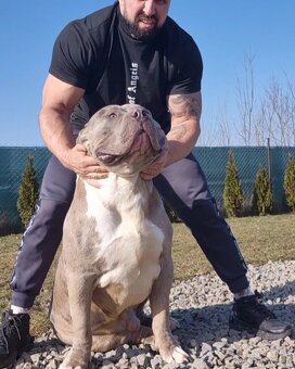 American bully xl - 16