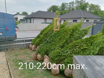 Tuja Smaragd, vavrínovec, červienka - Čadca a okolie - 16
