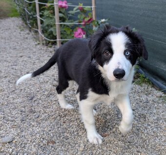 Border kolia- blue merle - 16