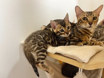 Bengalska mačka - 16