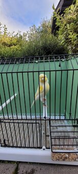 Kanáre  kanáriky - 16