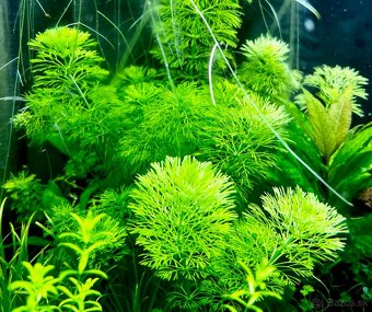 Krevetky (Caridina + Neocaridina)+rastlinky - 16