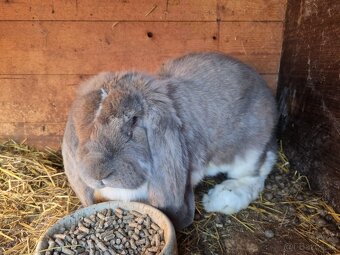 NOS .FRANCUZKY BARAN - 16