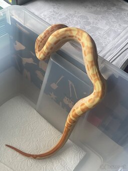 Veľhad kráľovský/Boa constrictor - 16