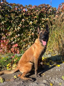 Stráženie psíkov P&M | Košice - 16