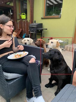 štěňata labrador a – připravena k odběru - 16