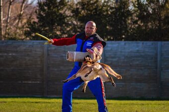 Belgický ovčiak - Malinois - 16
