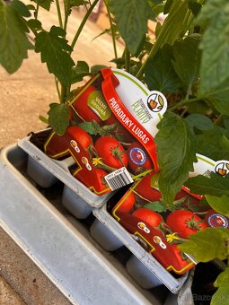 Planty - 16