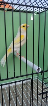 Predám Kanáriky,Kanáre - 16