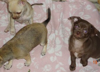 čivava krátkosrstá - 16