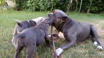 American bully XL, Americký stafordsirsky terier, - 16