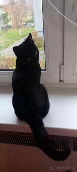 Darujem kocúrika - 16