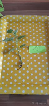 Zakorenené izbove rastliny - 16