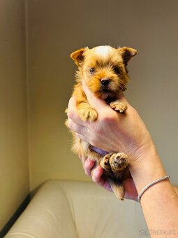 Golddust s PP, Yorkshire s PP, York - 16