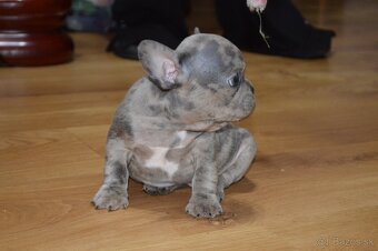 francuzsky buldocek - 16