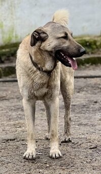 Kangal   štěňata - 16