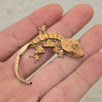Pagekon riasnaty - C. ciliatus z vlastneho odchovu od 30€ - 16