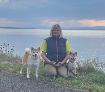 Shiba inu s PP /FCI / - 16