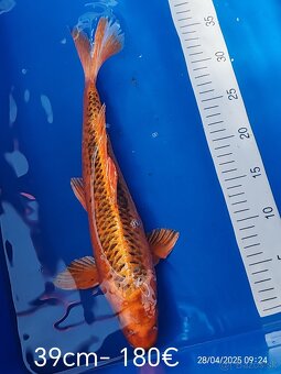 Koi kapor - 16