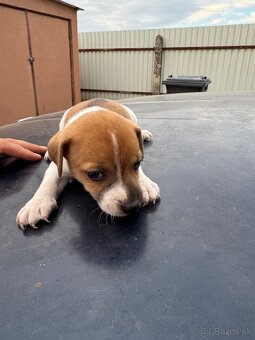 Jack Russel Terrier - 16