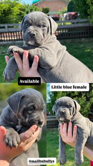 American bully xl s PP - 16