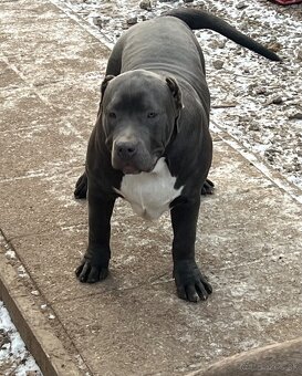 american bully s pp - 16