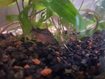 zabehnuté 54 litrové akvárium - 16